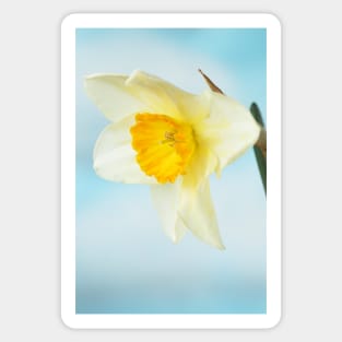 Narcissus  &#39;Sempre Avanti&#39;   Div. 2  Large-cupped  Daffodil Sticker